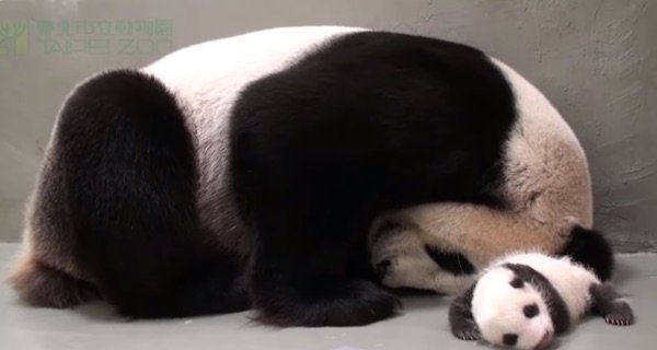 1613091730-3560-panda-baby-3