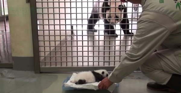 1613091730-5628-panda-baby-1