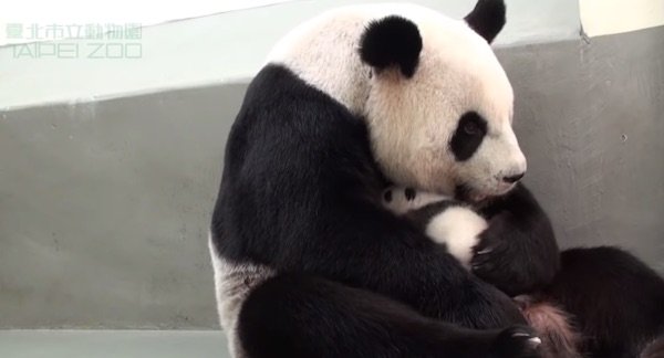 1613091730-8905-panda-baby-5