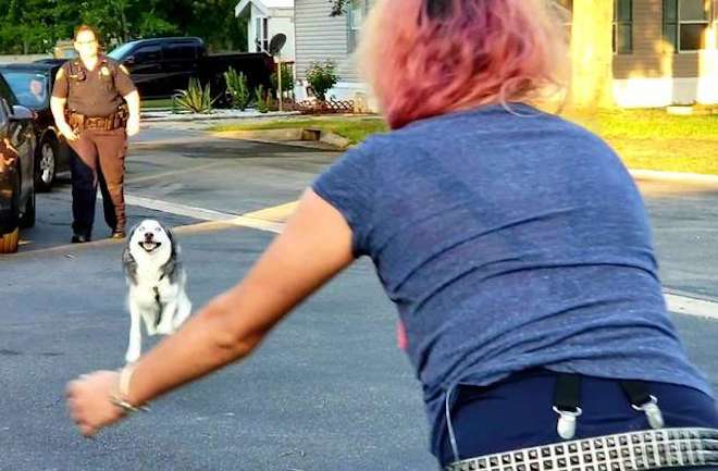 1641349614-5735-stolen-husky-reunites-1