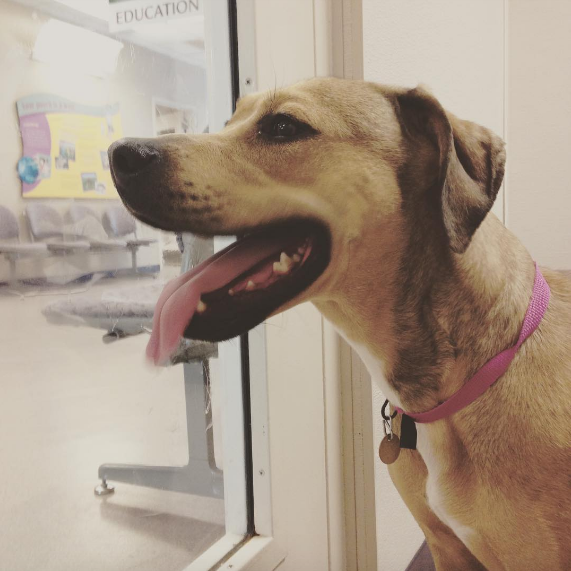 adopteddog2