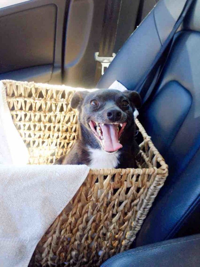 adopteddog22