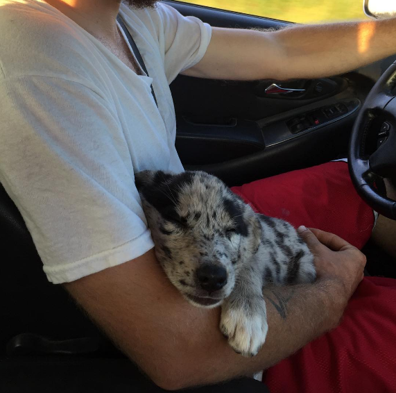 adopteddog4