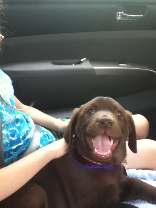 adopteddog5
