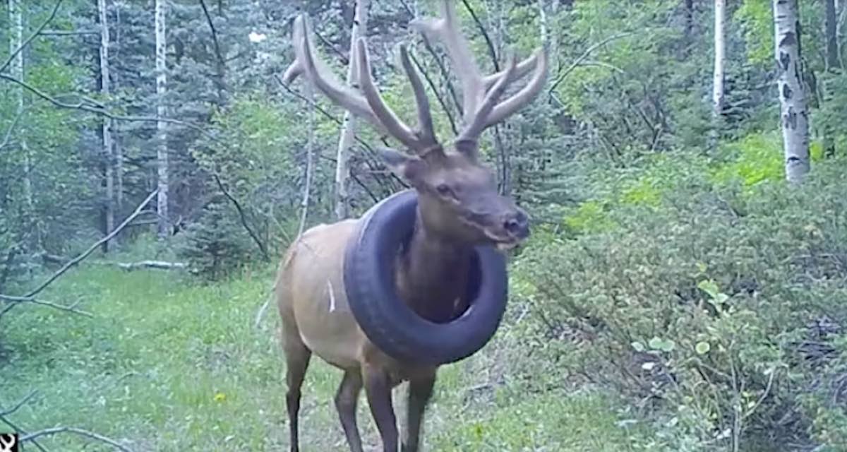 Bull Elk With Tire Around His Neck For 2 Years Finally Freed From It